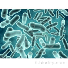 400b CFU/G Lactobacillus rhamnosus per salute intestinale